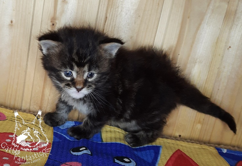 Gatto Fantastico Whiskey - Kitten maine-coon 3.5 weeks
