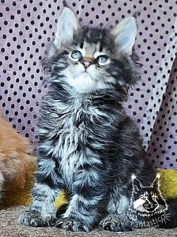 Gatto Fantastico Whiskey - Kitten maine-coon 1 month 3 weeks