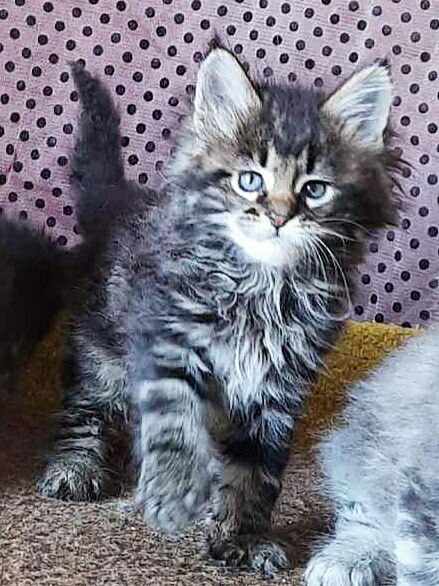 Gatto Fantastico Whiskey - Kitten maine-coon 1 month 3 weeks