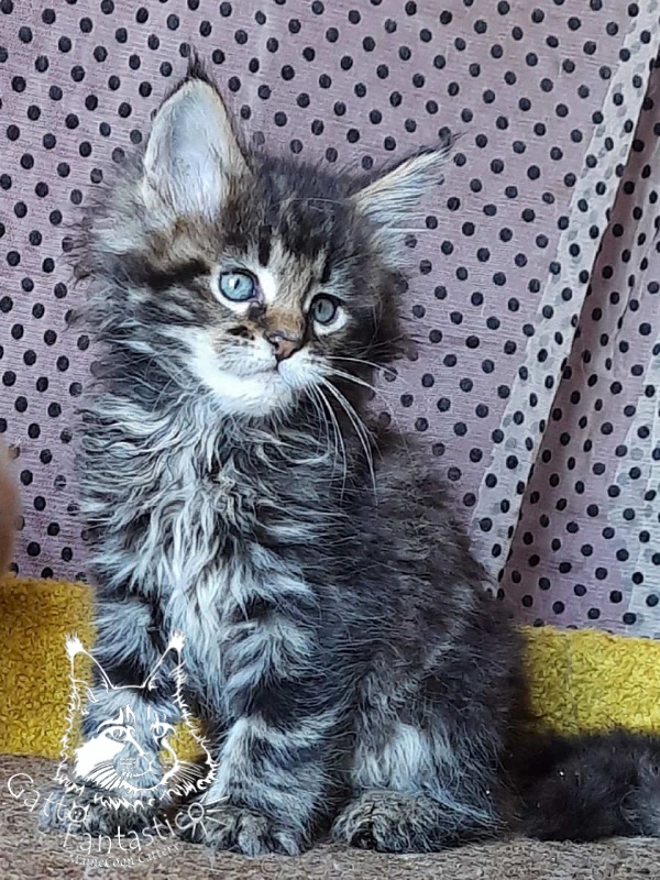 Gatto Fantastico Whiskey - Kitten maine-coon 1 month 3 weeks