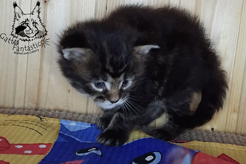 Gatto Fantastico Whiskey - Kitten maine-coon 3.5 weeks
