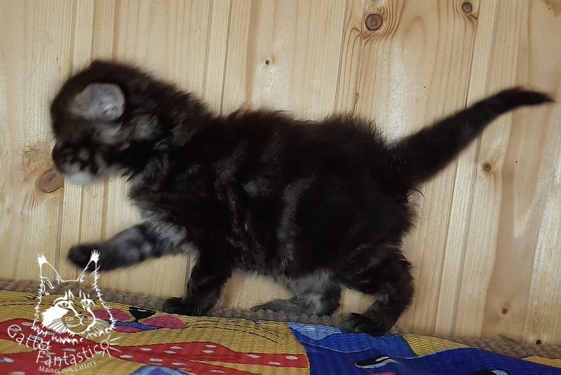 Gatto Fantastico Whiskey - Kitten maine-coon 3.5 weeks