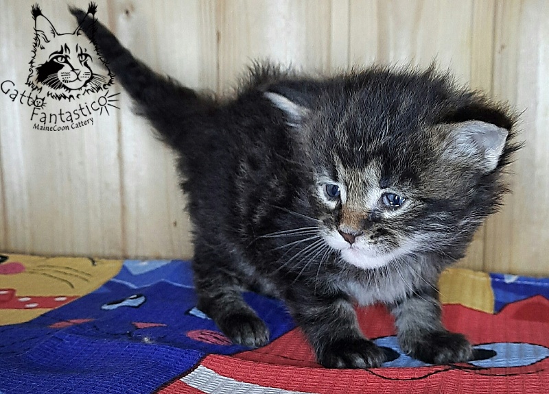 Gatto Fantastico Whiskey - Kitten maine-coon 3.5 weeks