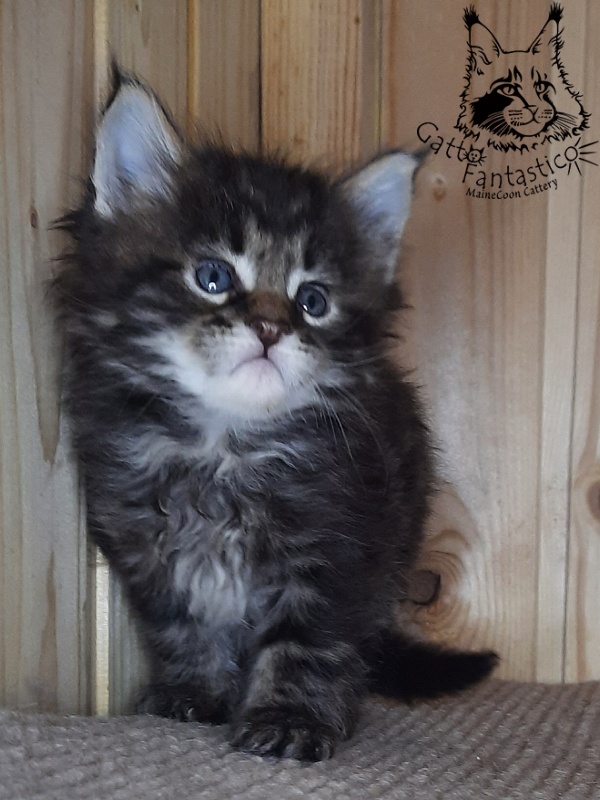 Gatto Fantastico Whiskey - Kitten maine-coon 1 month 0.5 weeks