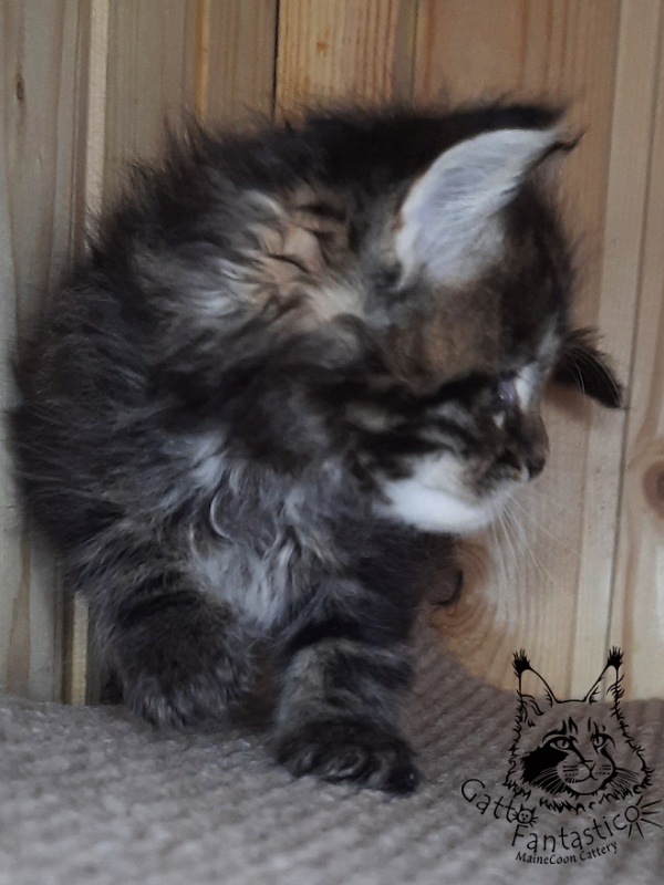 Gatto Fantastico Whiskey - Kitten maine-coon 1 month 0.5 weeks