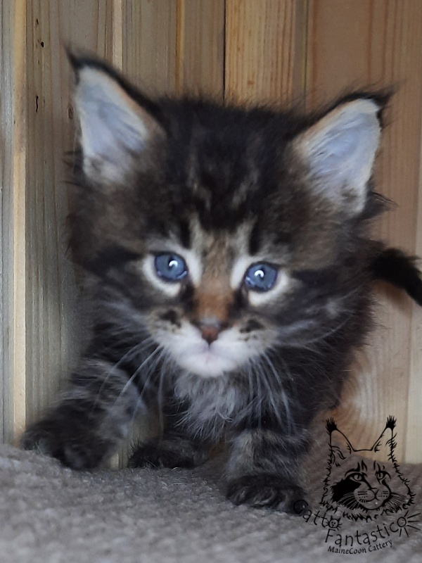 Gatto Fantastico Whiskey - Kitten maine-coon 1 month 0.5 weeks