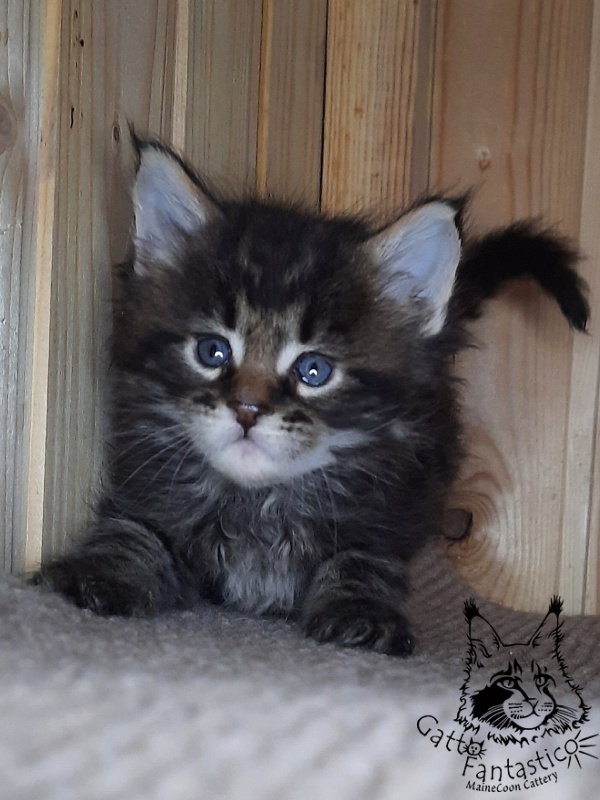 Gatto Fantastico Whiskey - Kitten maine-coon 1 month 0.5 weeks
