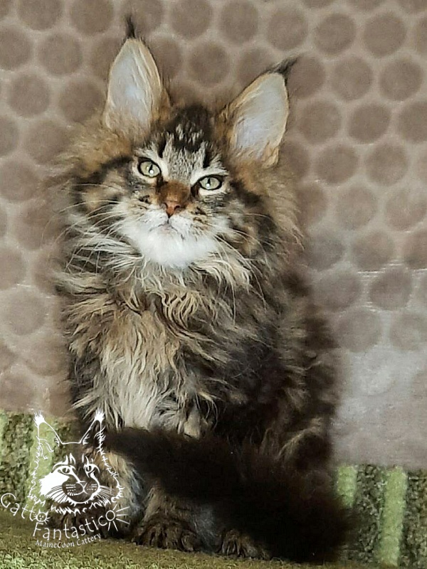 Gatto Fantastico Whiskey - Kitten maine-coon 2 months 3 weeks