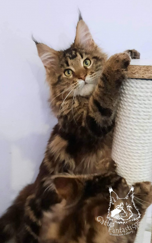 Gatto Fantastico Whiskey - Kitten maine-coon 5 months 2 weeks