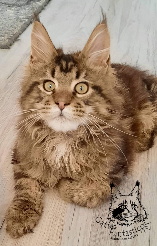 Gatto Fantastico Whiskey - Kitten maine-coon 5 months 2 weeks