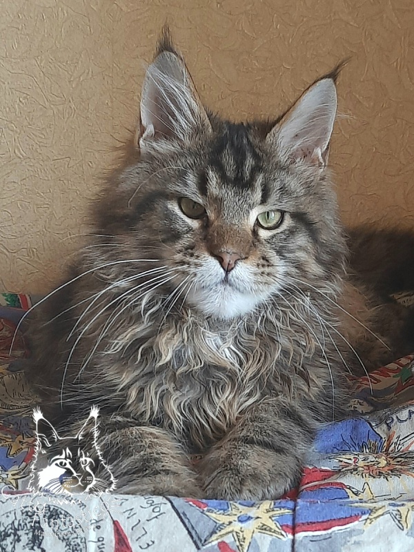 Gatto Fantastico Whiskey - Kitten maine-coon 5 months 3.5 weeks