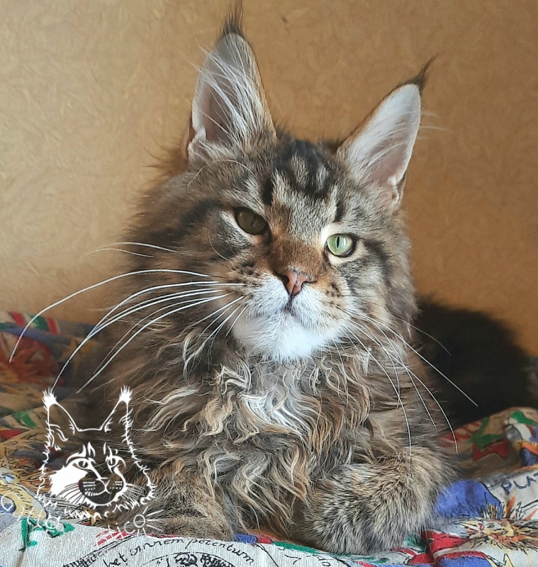 Gatto Fantastico Whiskey - Kitten maine-coon 5 months 3.5 weeks