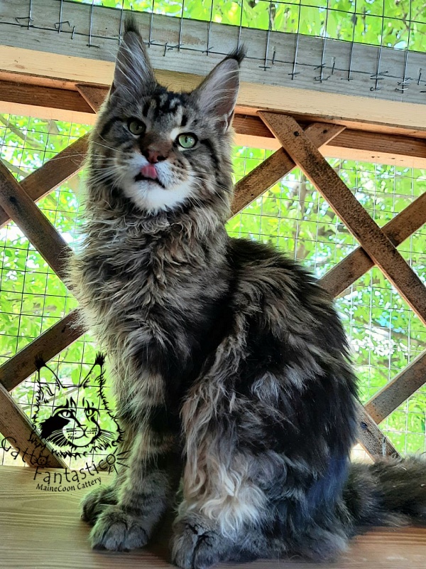 Gatto Fantastico Whiskey - Junior maine-coon 7 months 0.5 weeks