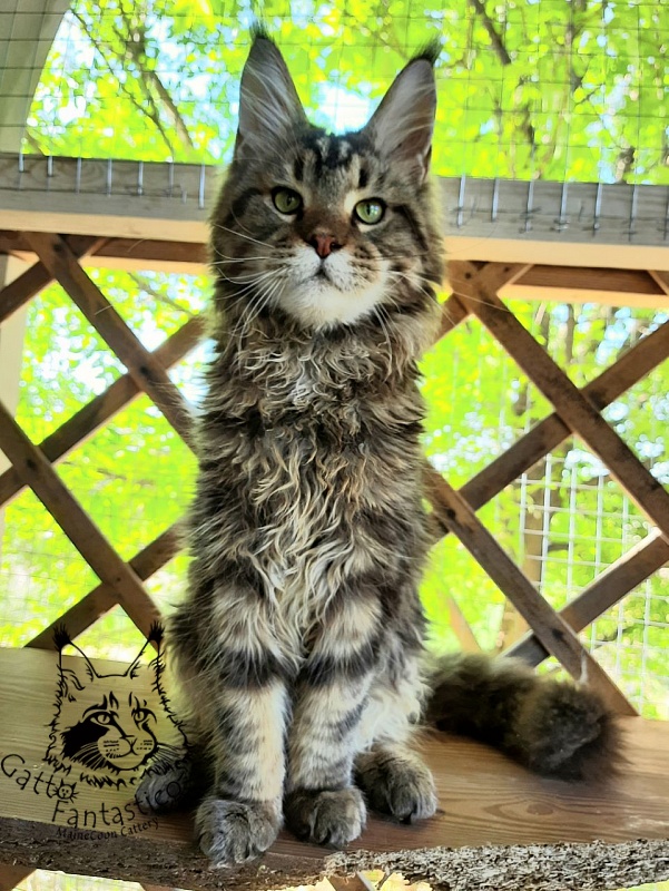 Gatto Fantastico Whiskey - Junior maine-coon 7 months 0.5 weeks