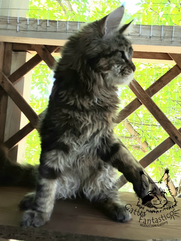 Gatto Fantastico Whiskey - Junior maine-coon 7 months 0.5 weeks