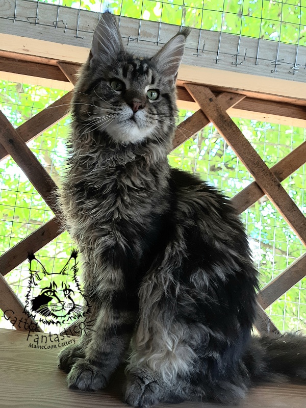 Gatto Fantastico Whiskey - Junior maine-coon 7 months 0.5 weeks