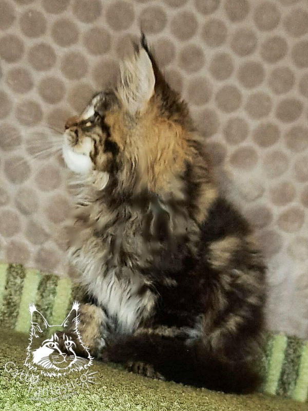 Gatto Fantastico Whiskey - Kitten maine-coon 2 months 3 weeks