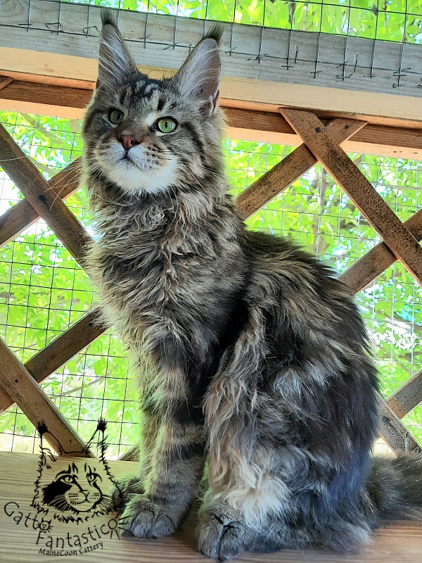 Gatto Fantastico Whiskey - Junior maine-coon 7 months 0.5 weeks