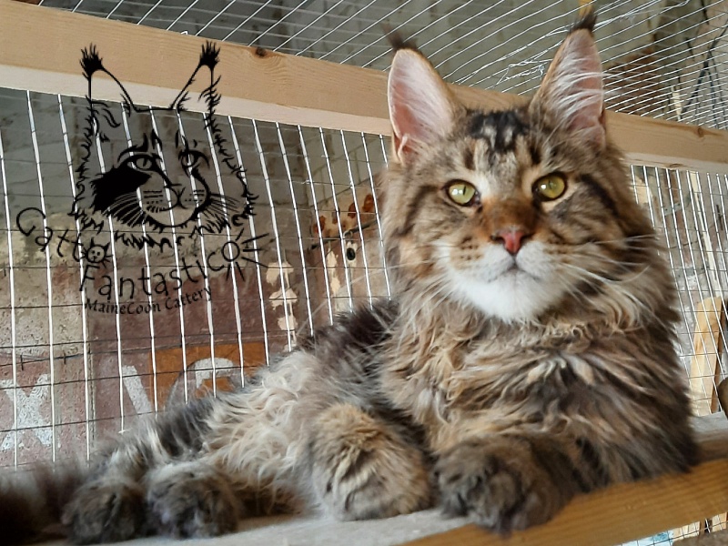 Gatto Fantastico Whiskey - Junior maine-coon 7 months 1 week