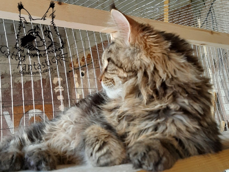 Gatto Fantastico Whiskey - Junior maine-coon 7 months 1 week