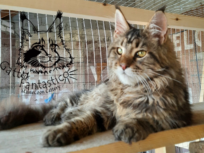 Gatto Fantastico Whiskey - Junior maine-coon 7 months 1 week