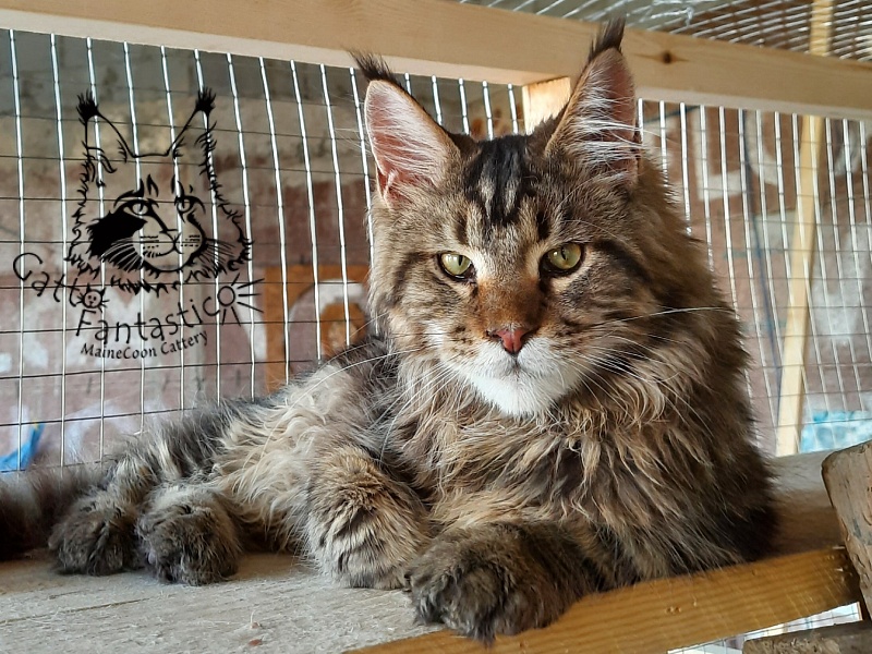 Gatto Fantastico Whiskey - Junior maine-coon 7 months 1 week
