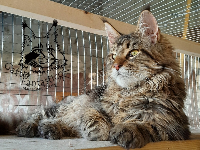 Gatto Fantastico Whiskey - Junior maine-coon 7 months 1 week