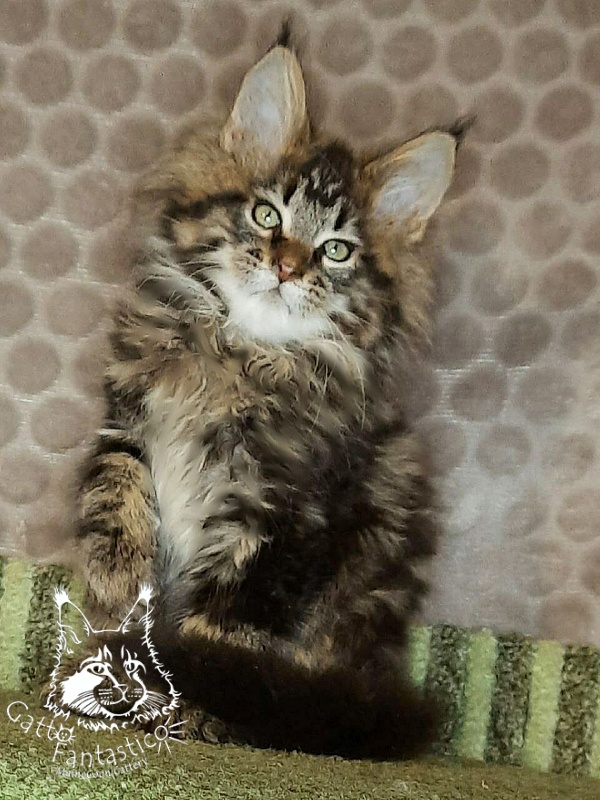 Gatto Fantastico Whiskey - Kitten maine-coon 2 months 3 weeks
