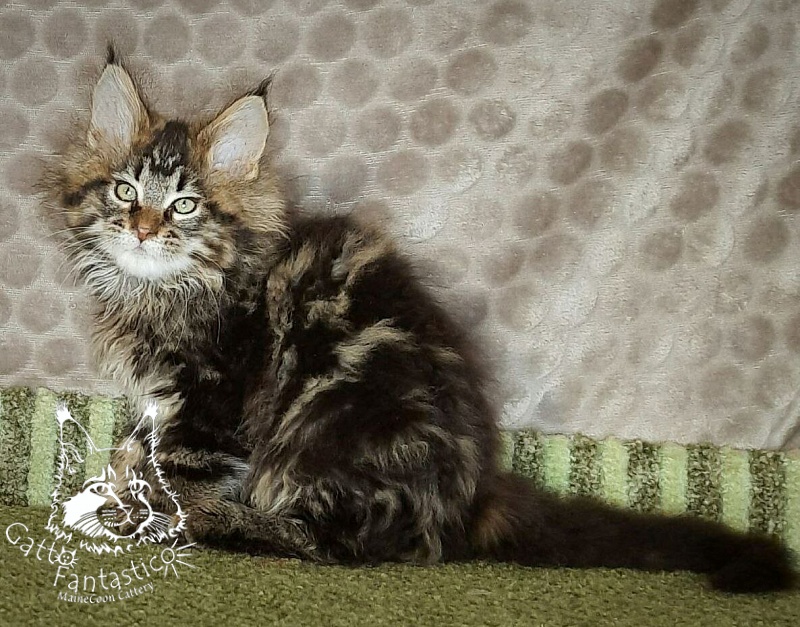 Gatto Fantastico Whiskey - Kitten maine-coon 2 months 3 weeks