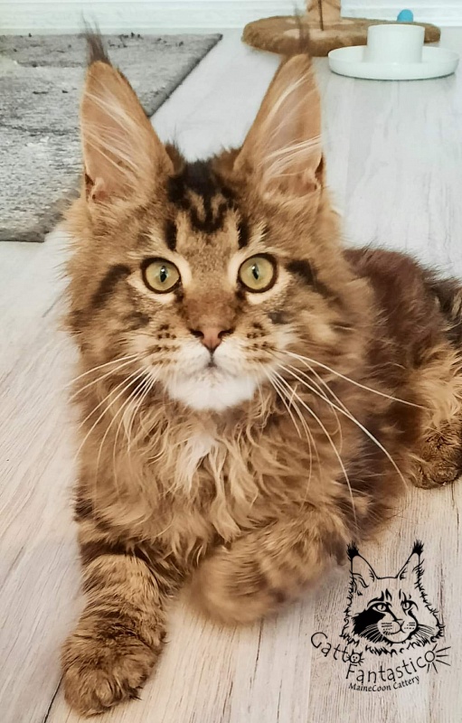 Gatto Fantastico Whiskey - Kitten maine-coon 5 months 1 week