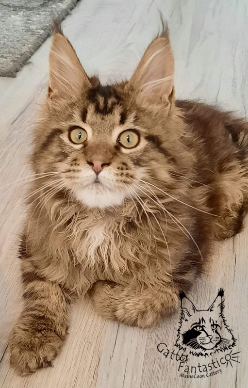 Gatto Fantastico Whiskey - Kitten maine-coon 5 months 1 week