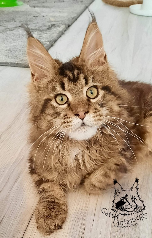 Gatto Fantastico Whiskey - Kitten maine-coon 5 months 1 week