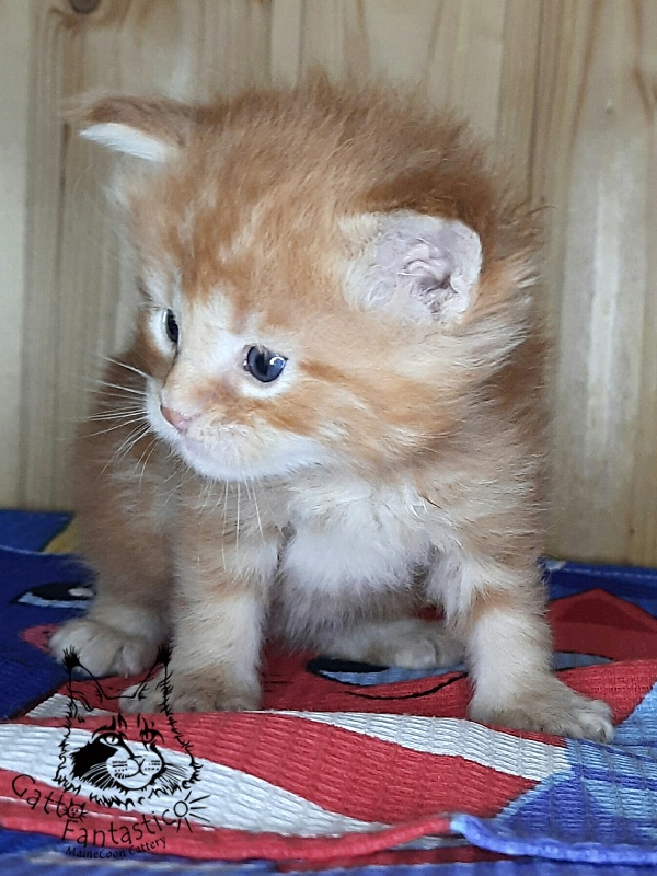 Gatto Fantastico W'Riva - Кошеня мейн-кун 3,5 тижні