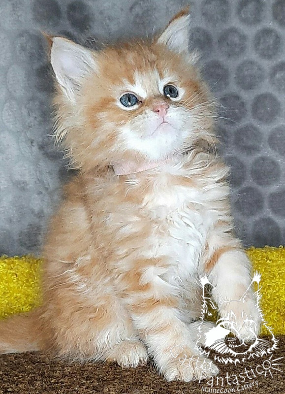 Gatto Fantastico W'Riva - Кошеня мейн-кун 1 місяць 2 тижні