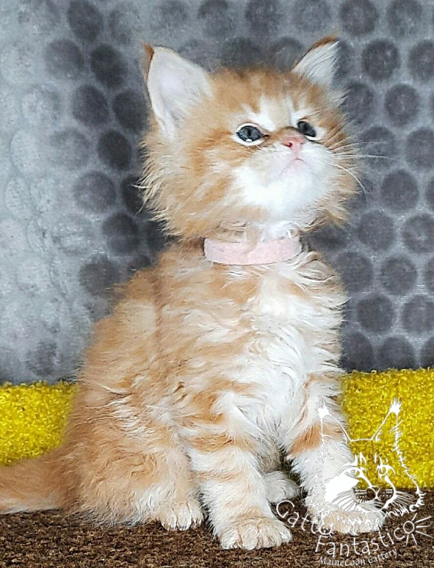 Gatto Fantastico W'Riva - Кошеня мейн-кун 1 місяць 2 тижні