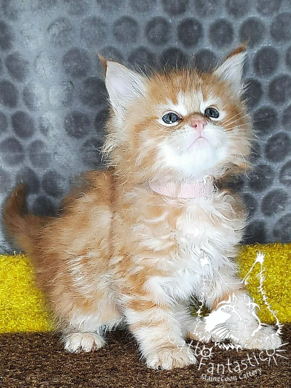 Gatto Fantastico W'Riva - Кошеня мейн-кун 1 місяць 2 тижні