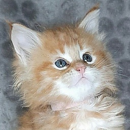 Gatto Fantastico W'Riva