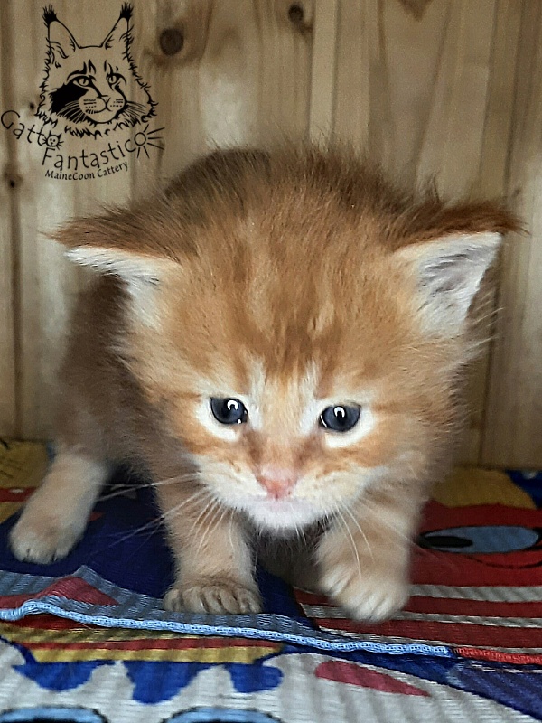 Gatto Fantastico W'Riva - Кошеня мейн-кун 3,5 тижні