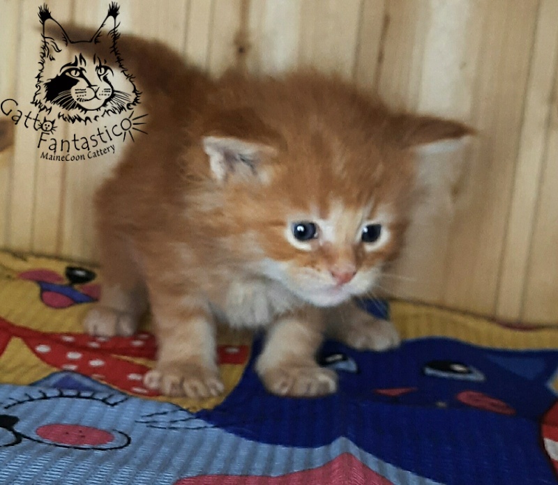 Gatto Fantastico W'Riva - Кошеня мейн-кун 3,5 тижні