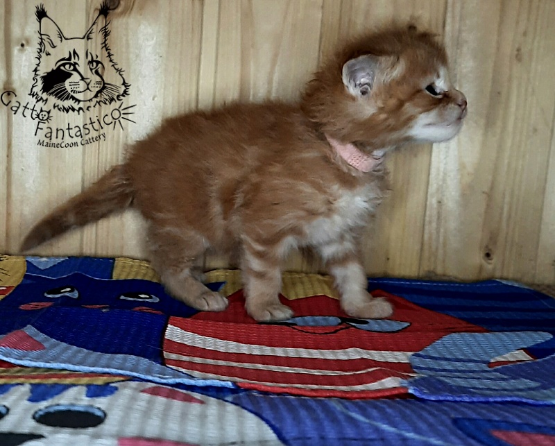 Gatto Fantastico W'Riva - Кошеня мейн-кун 3,5 тижні