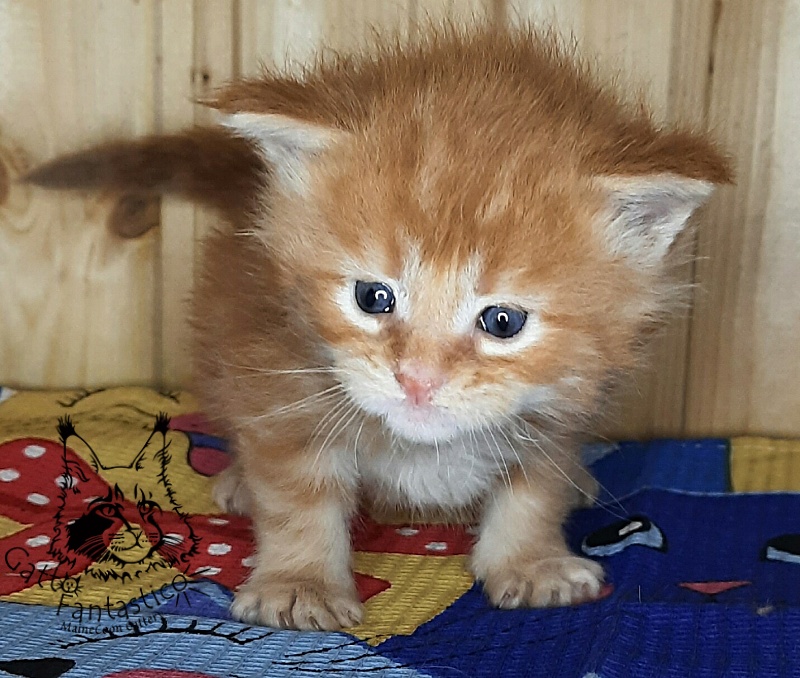 Gatto Fantastico W'Riva - Кошеня мейн-кун 3,5 тижні