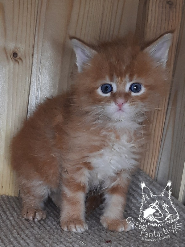 Gatto Fantastico W'Riva - Кошеня мейн-кун 1 місяць 0,5 тижнів
