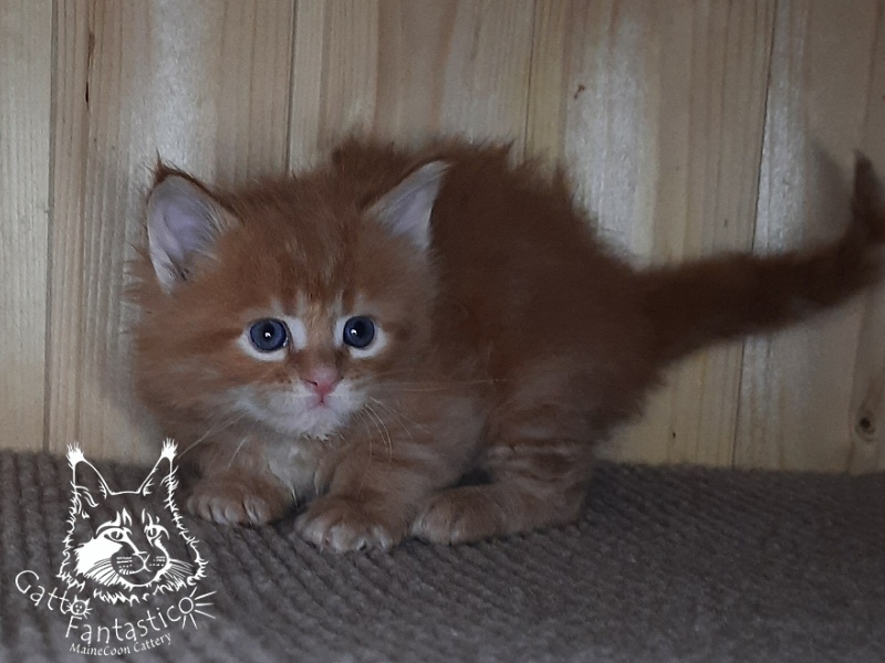 Gatto Fantastico W'Riva - Кошеня мейн-кун 1 місяць 0,5 тижнів