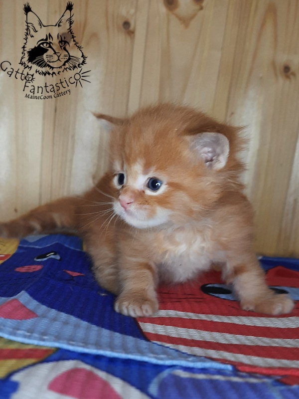 Gatto Fantastico Westa - Кошеня мейн-кун 3,5 тижні