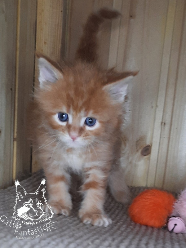 Gatto Fantastico Westa - Кошеня мейн-кун 1 місяць 0,5 тижнів