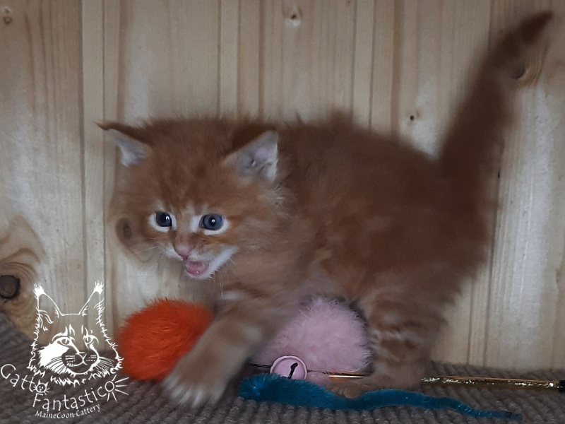 Gatto Fantastico Westa - Кошеня мейн-кун 1 місяць 0,5 тижнів