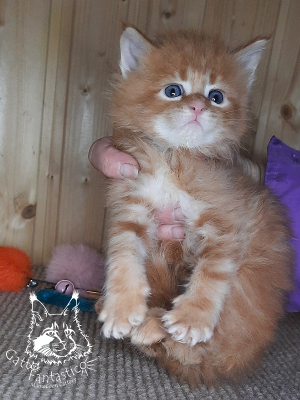 Gatto Fantastico Westa - Кошеня мейн-кун 1 місяць 0,5 тижнів