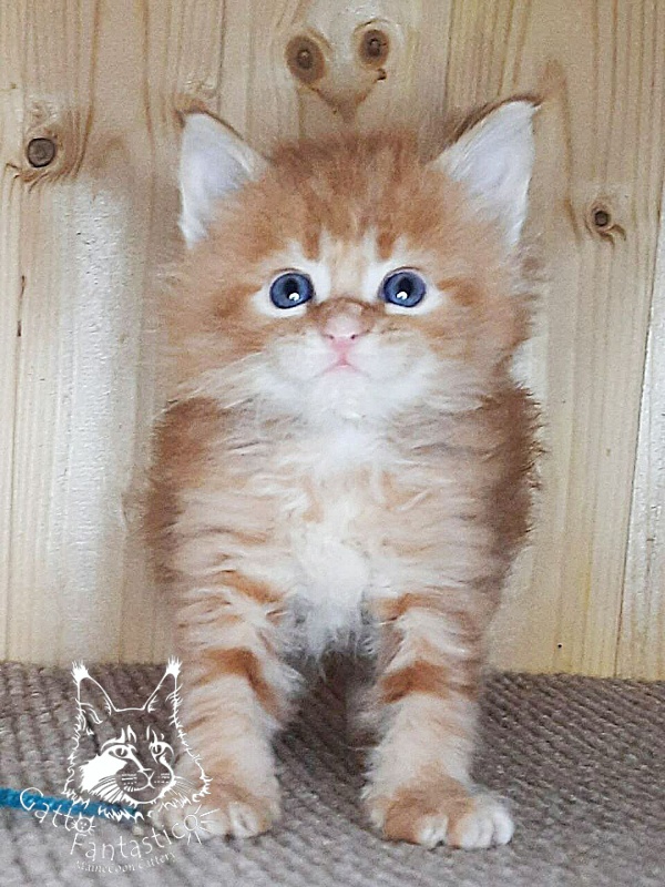 Gatto Fantastico Westa - Кошеня мейн-кун 1 місяць 0,5 тижнів
