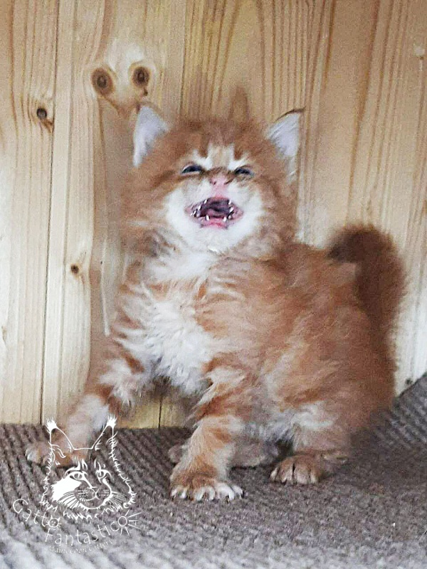Gatto Fantastico Westa - Кошеня мейн-кун 1 місяць 0,5 тижнів