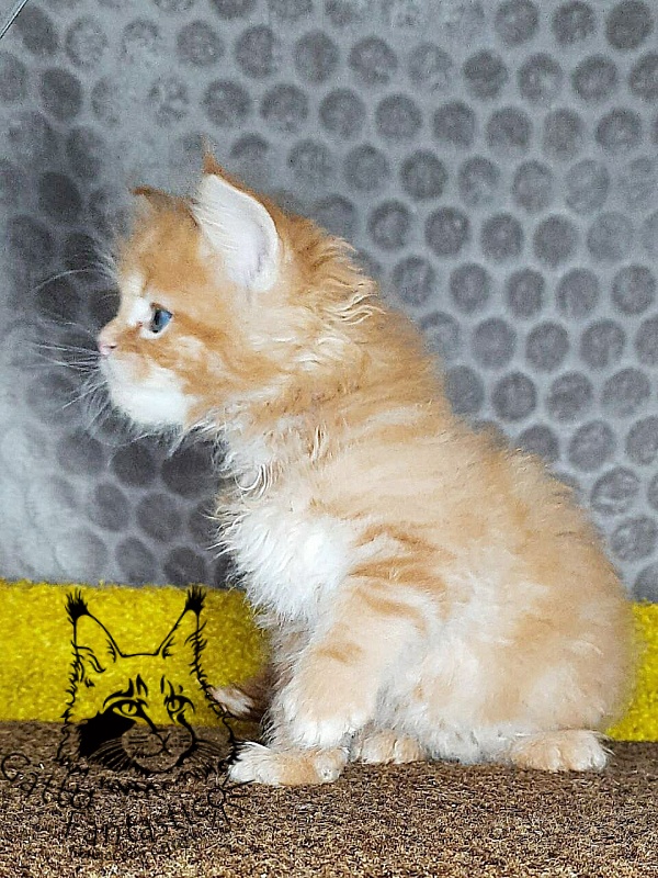 Gatto Fantastico Westa - Кошеня мейн-кун 1 місяць 2 тижні